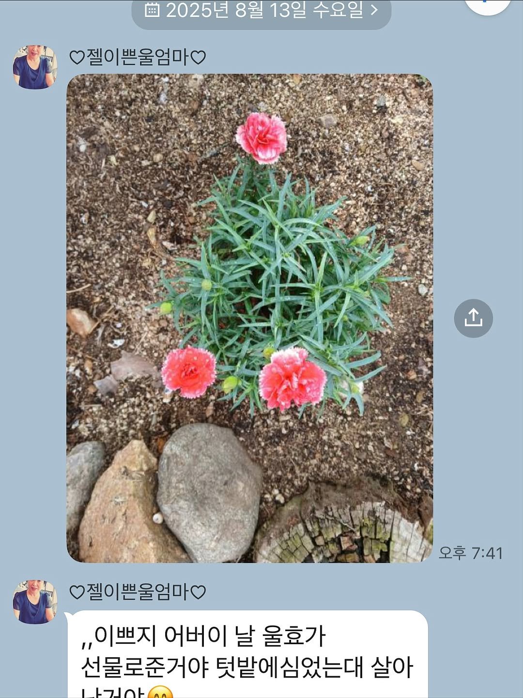 Photo by 개그우먼 심진화🌷 on November 17, 2025. May be an image of Lewisia, rose, carnation and text that says '田田 2025년 8월 13일 수요일 젤이쁜울엄마을 .. 젤이쁜울엄마 오후7:41 오후 7:41 이쁘지 어버이 날 울효가 선물로준거야 텃밭에심었는대 살아'.