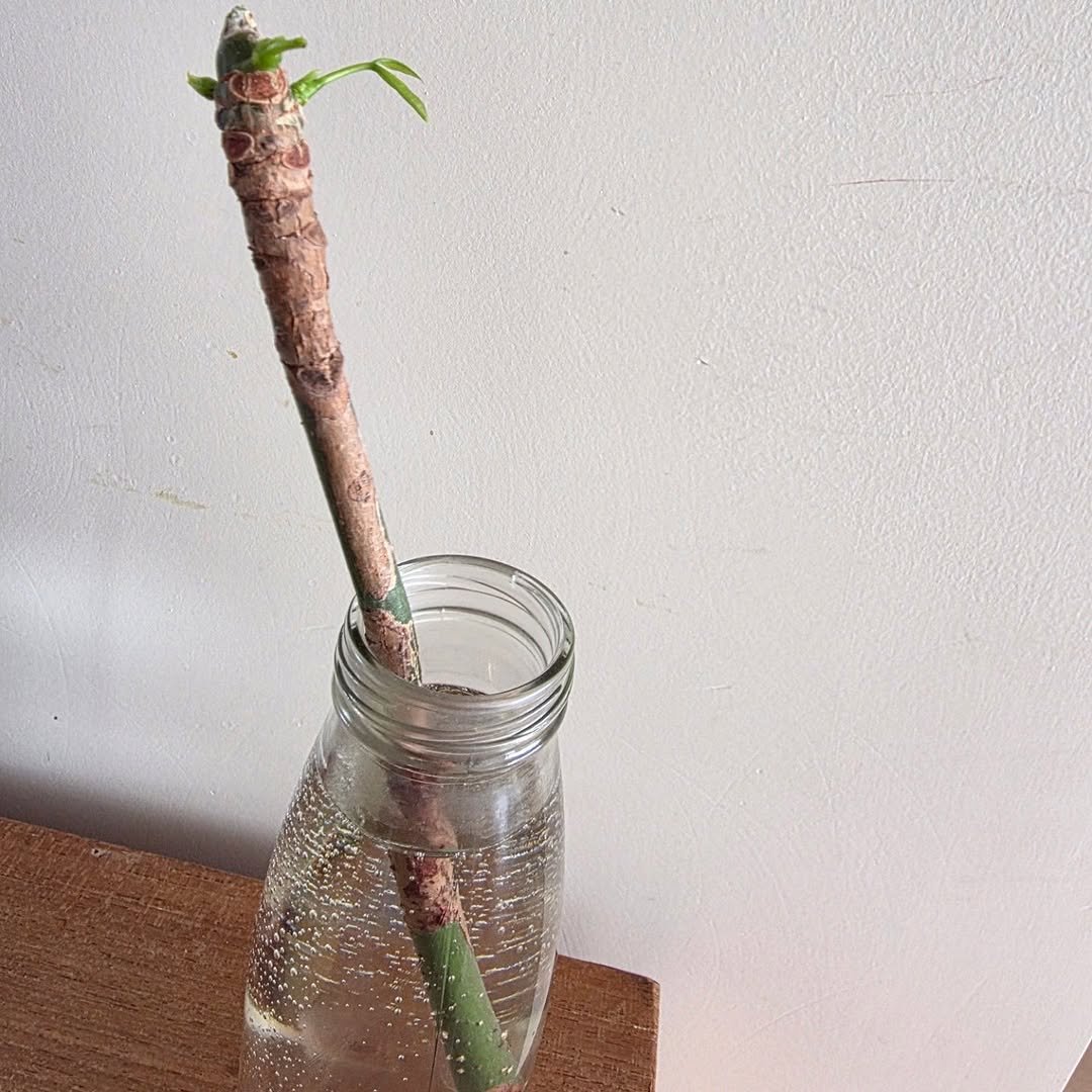Photo by 신애라 on December 31, 2025. May be an image of house plant, Adenium, mistletoe cactus, ivy, seedling and text.
