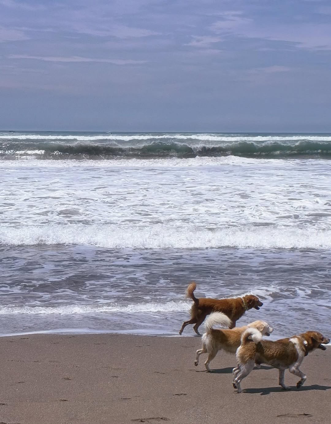 Photo by 신슬기 Shin Seul Ki on March 09, 2026. May be an image of collie, ocean and text.