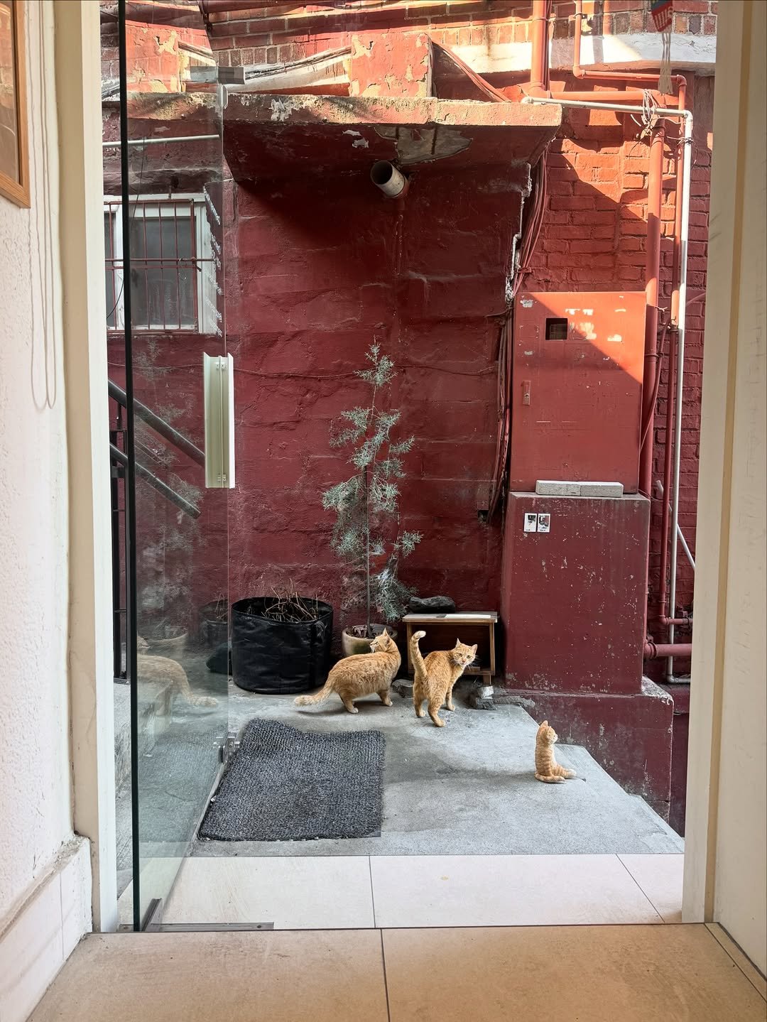 Photo by 코지모지 on February 14, 2026. May be an image of kitten, Abyssinian cat, window, door and text.