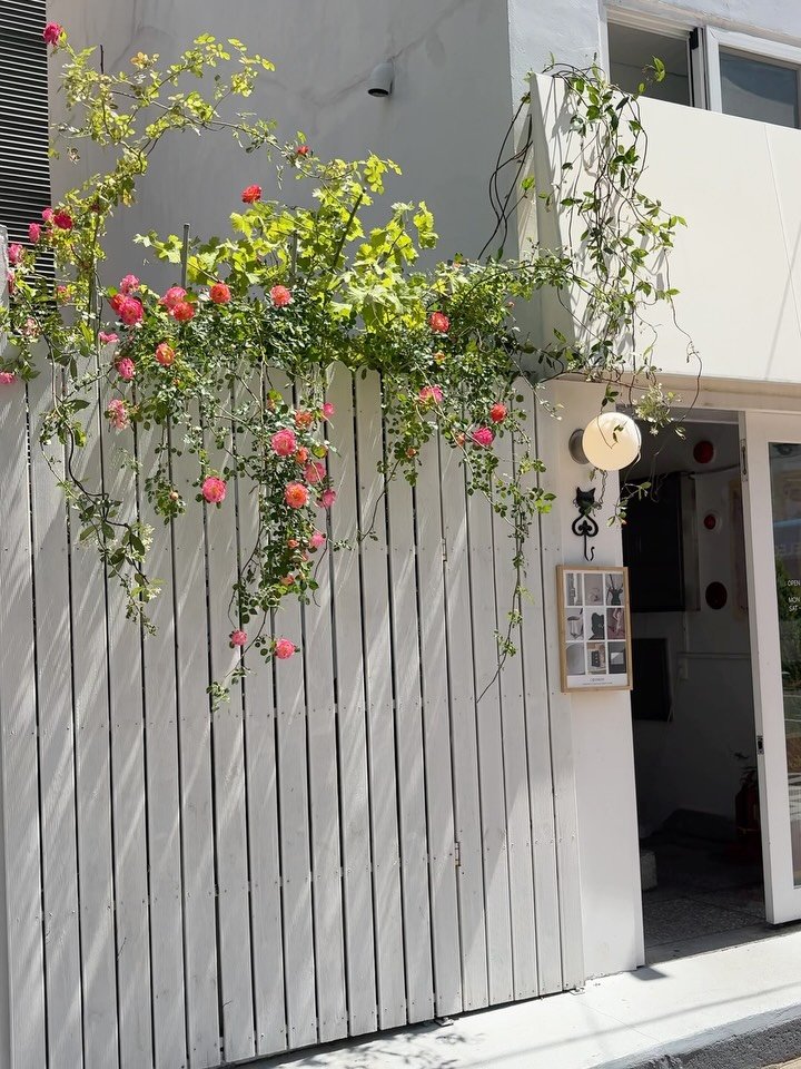 shop_cosymosy 게시물 이미지: The roses are starting to bloom. I guess it...