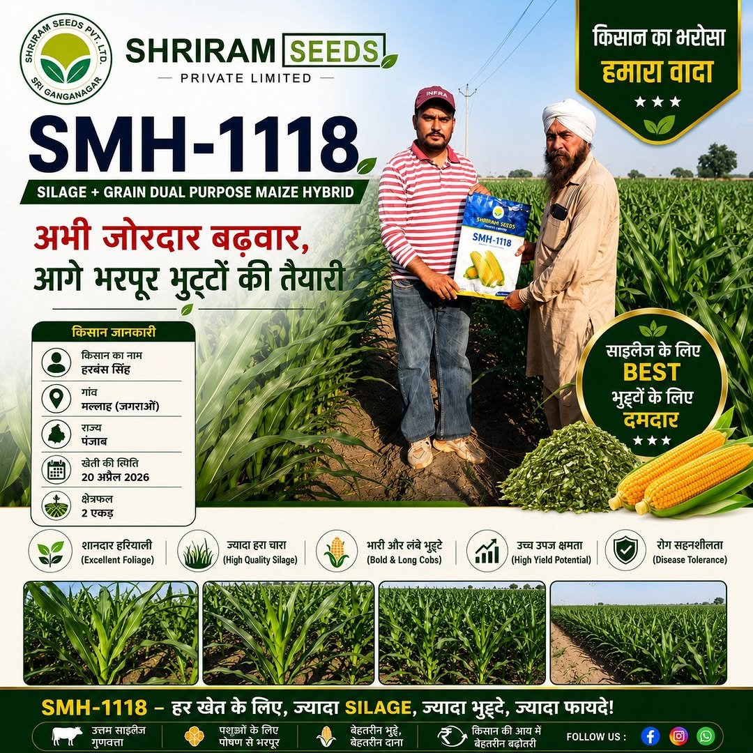 shriramseeds 게시물 이미지: 🌽 खेत में हरियाली दमदार,
𝐒𝐌𝐇-𝟏𝟏𝟏𝟖 हाइब्रिड...