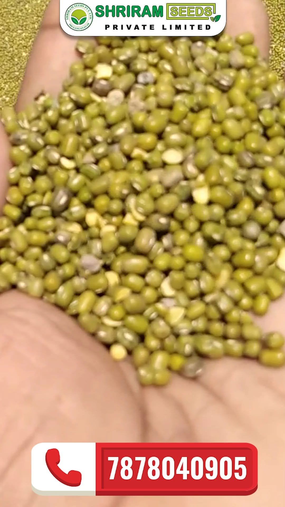 shriramseeds 게시물 이미지: इस बार खेत में #विजेता 𝐒𝐑𝐏𝐌-𝟐𝟔  मूँग बीज से जो...
