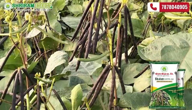 shriramseeds 게시물 이미지: कम खर्च में बेहतर उत्पादन और भरपूर फलियों के...