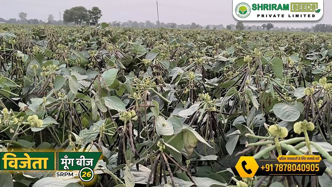 shriramseeds 게시물 이미지: 🌱 इस सीजन चुनिए ऐसी उन्नत किस्म,
जो सिर्फ फसल...
