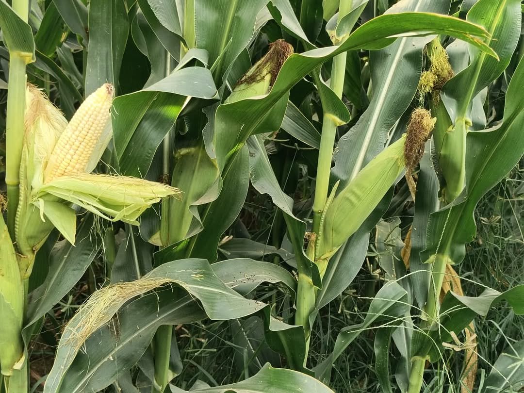 shriramseeds 게시물 이미지: 🌽 खेत में लहराए दमदार फसल — 𝐒𝐌𝐇-𝟏𝟏𝟏𝟖 हाइब्रिड...