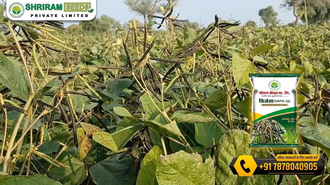 shriramseeds 게시물 이미지: 💥 #विजेता -𝟐𝟔  मूँग बीज की कहानी, किसान की...