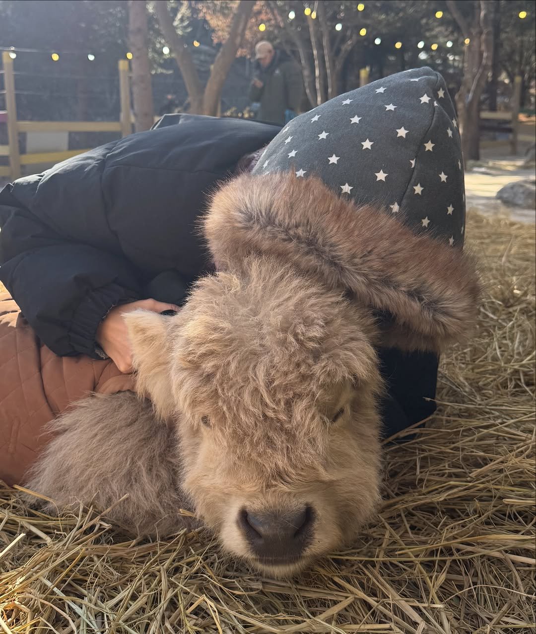 Photo by 송하영 on January 02, 2026. May be an image of calf, lamb and sheep.