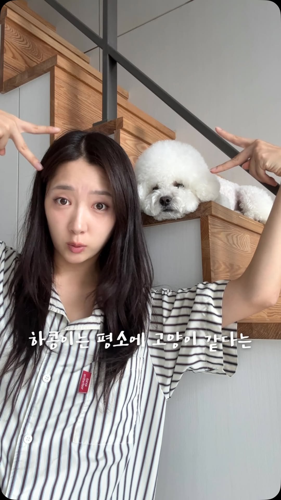 sieunniya_ 게시물 이미지: #광고
강아지가 고양이 처음 만났을때 반응 ㄷㄷ

꺅 근데 레고 고양이>_<
고양이...