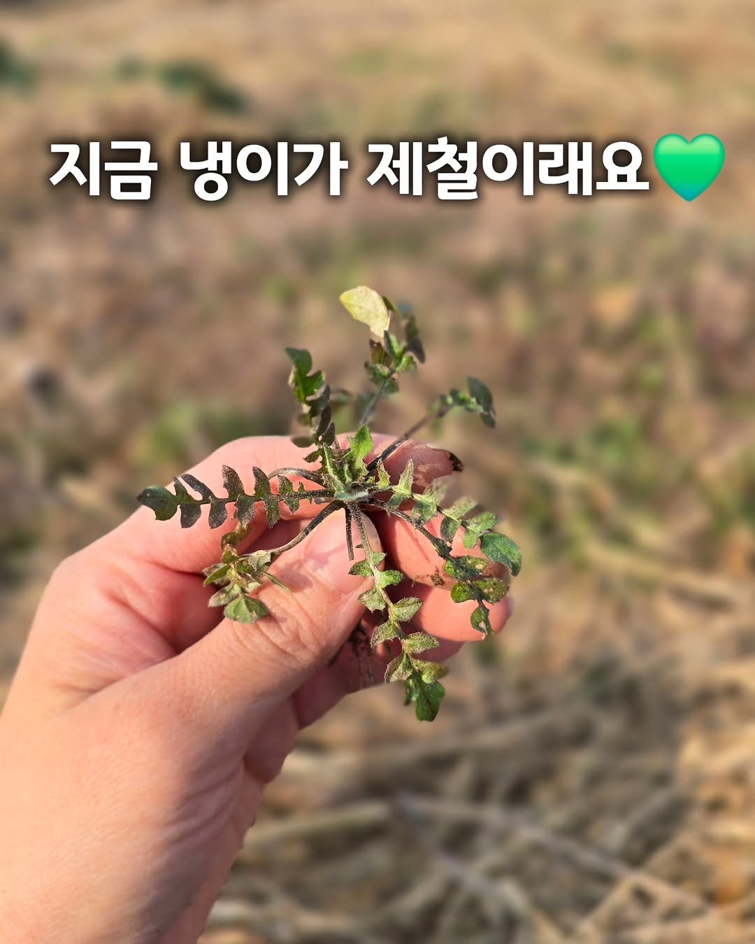 sigolmom_sunny 게시물 이미지: 아이들이랑 오늘, 
이웃집 텃밭에 🌱봄나물 캐러 다녀왔어요!

이번 주말에 동네...
