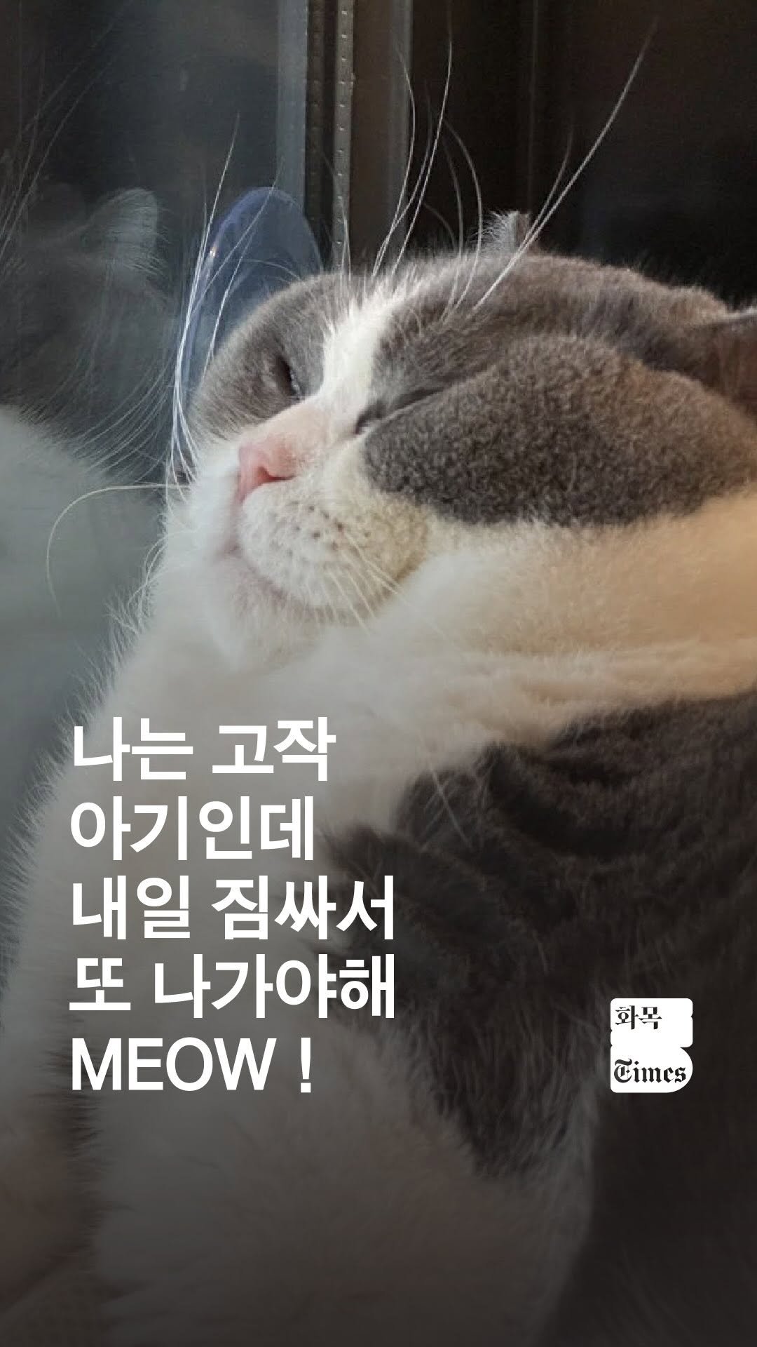 siiiido_place 게시물 이미지: [화목Times]
연휴는 왜 이렇게 더디게 오는 걸까요?

‘아직’ 화요일이...
