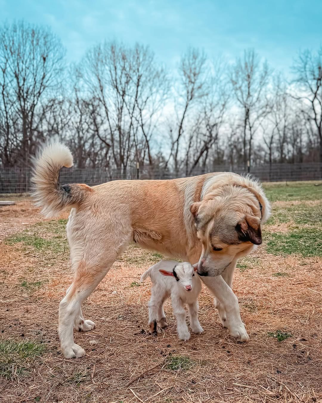 Livestock guardian dog, baby goat, LGD, baby farm animals, farm life