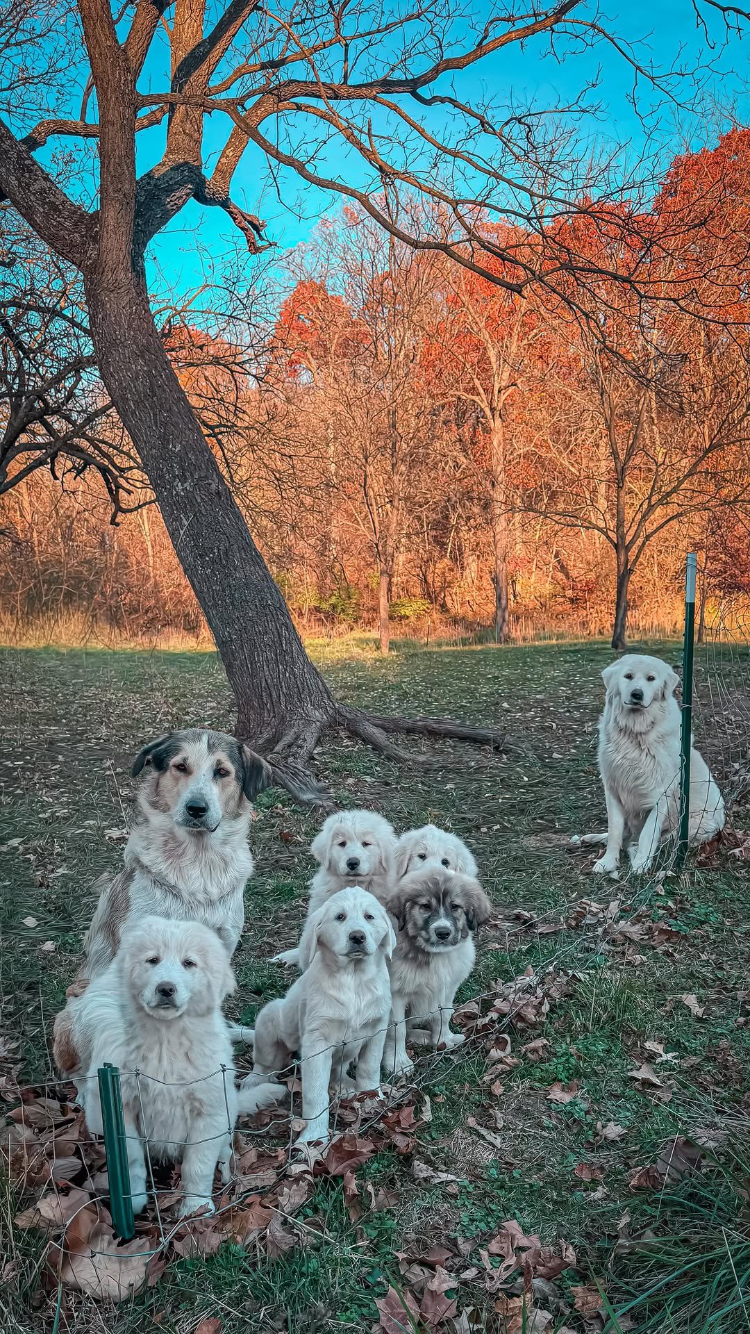 sincewewokeup 게시물 이미지: Freyja + Odin = pretty little babies 🐾
•
These...