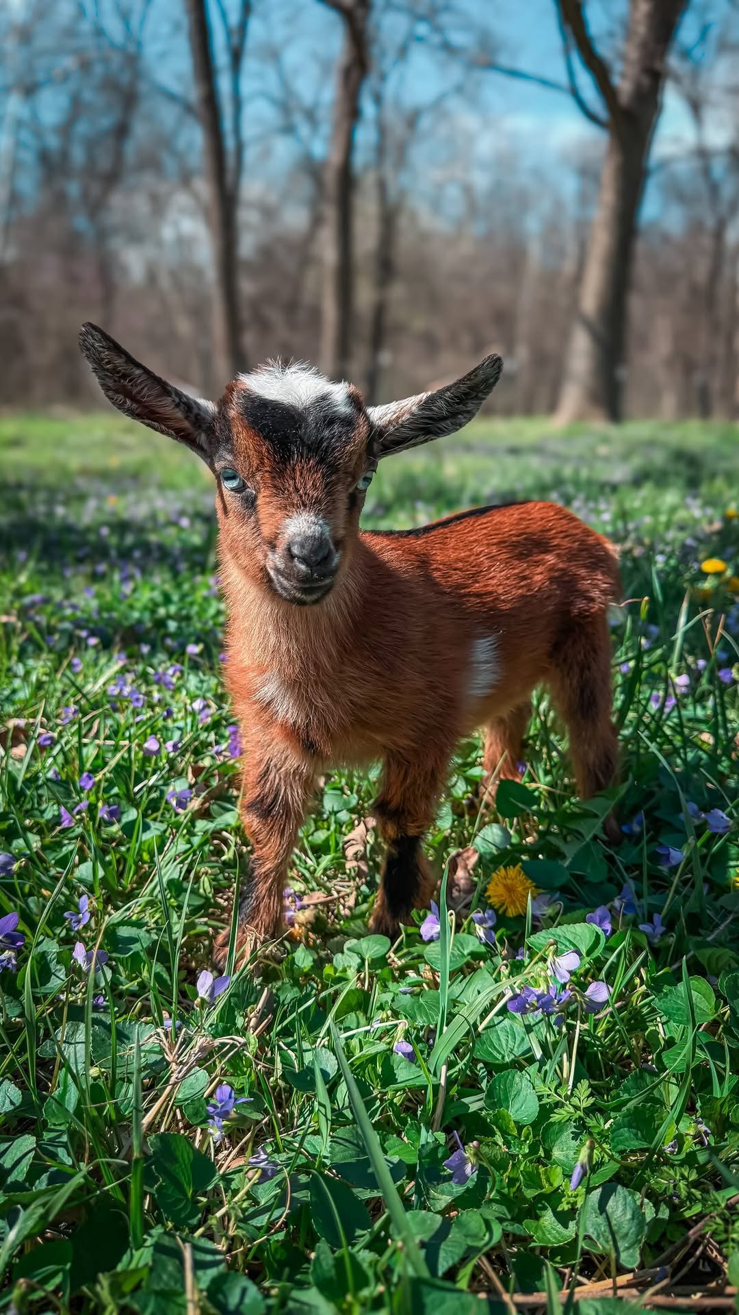 sincewewokeup 게시물 이미지: Meet Violet, born when the first ones appeared...