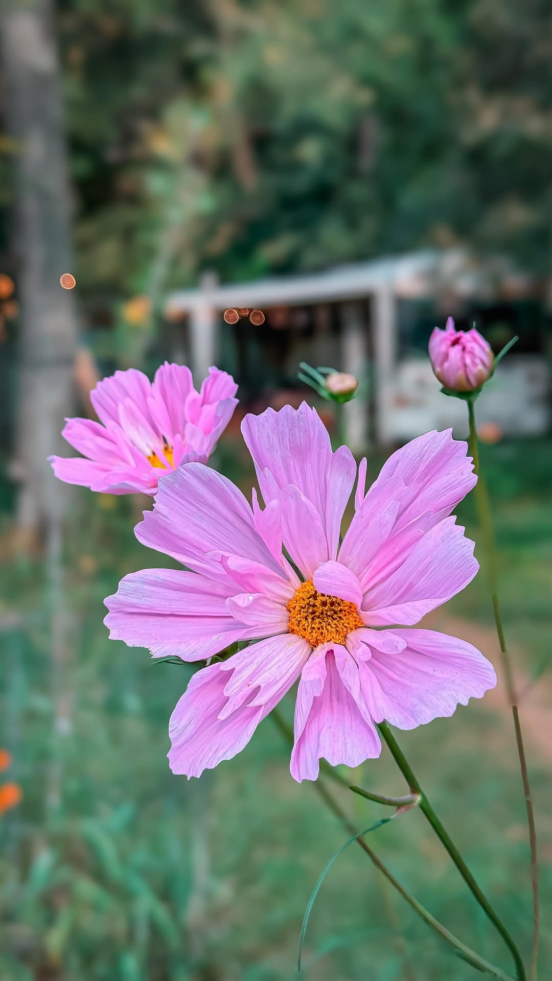 sincewewokeup 게시물 이미지: My inner world feels heavy tonight, a...