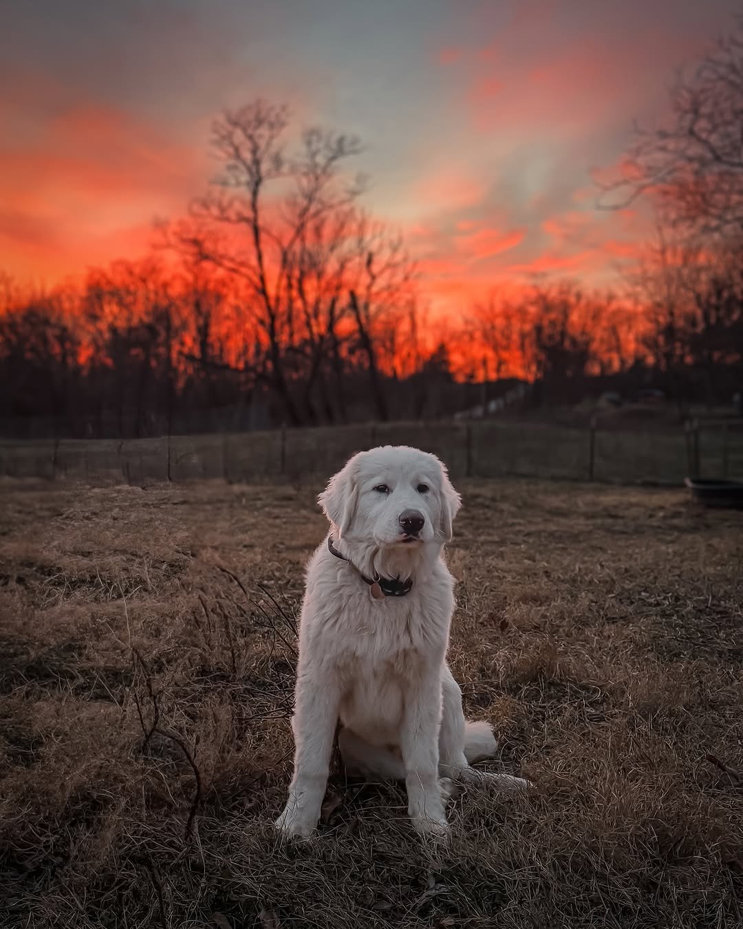 Livestock guardian dog, LGD sitting in front of a sunset.