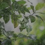 soha_dining_bar 프로필 사진