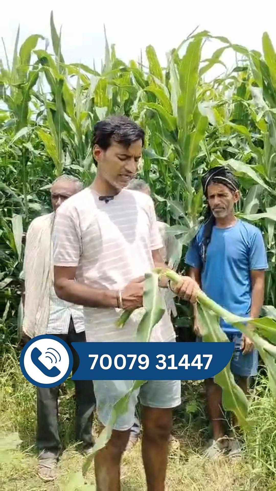 siraseedsforage 게시물 이미지: मिठास से भरी चरी, लाखों डेयरी किसानों की पहली...