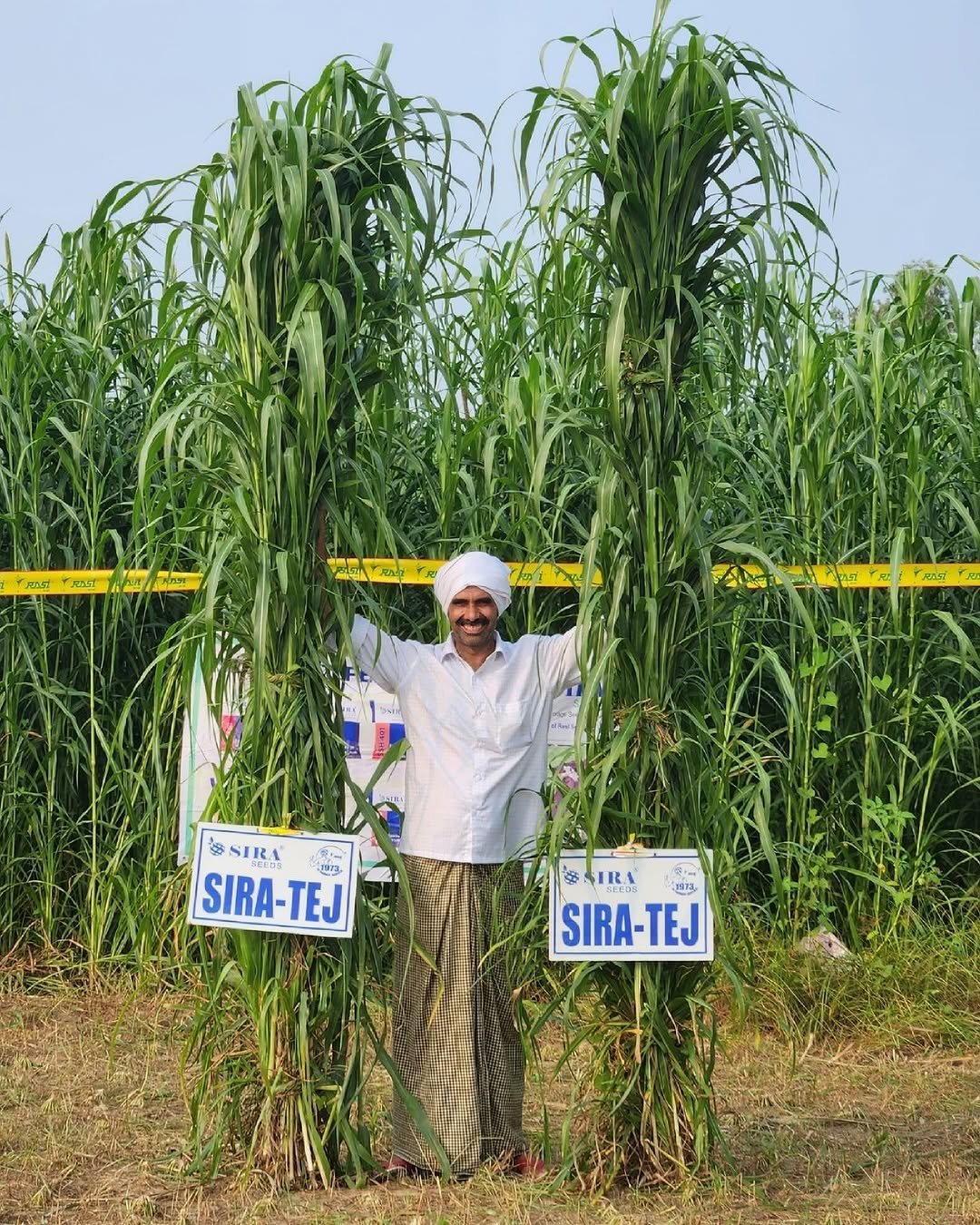 Photo by Sira Seeds on April 26, 2026. May be an image of sugarcane, plant and text.