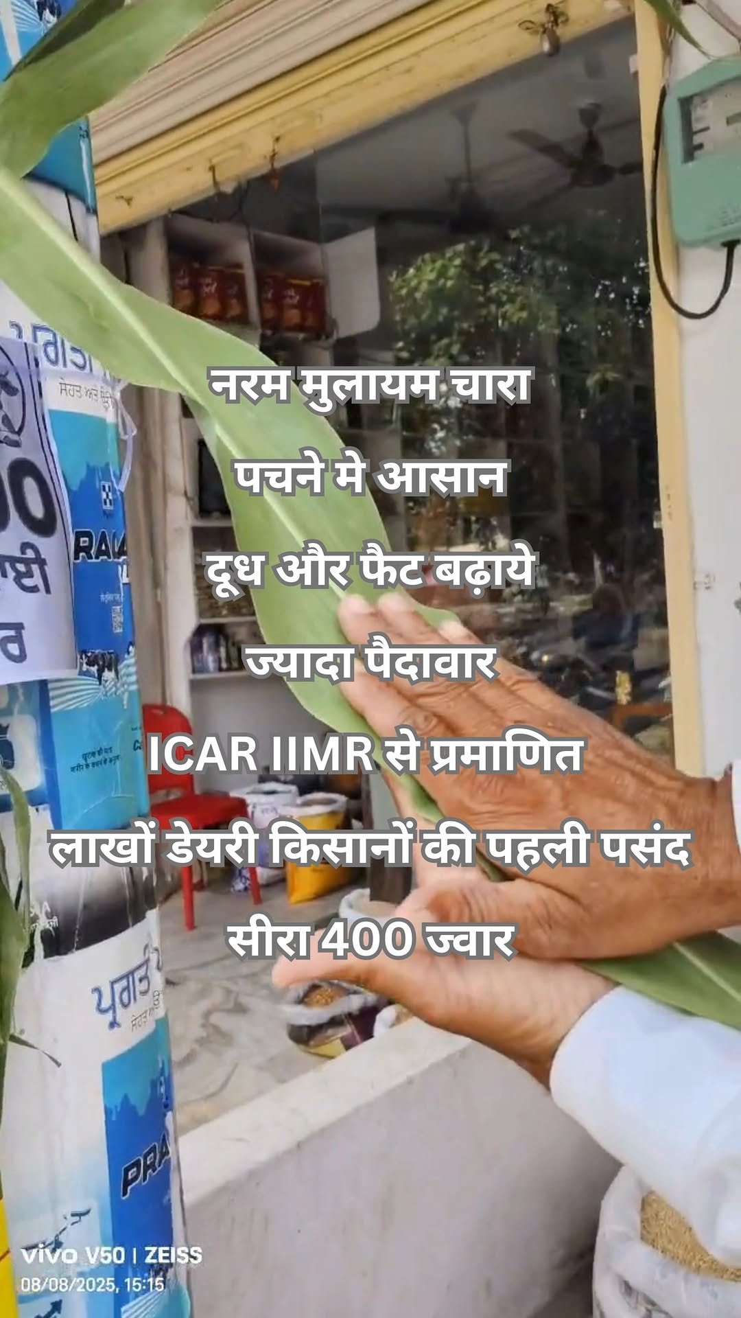 siraseedsforage 게시물 이미지: सीरा 400 ज्वार है लाखों डेयरी किसानो की पहली...