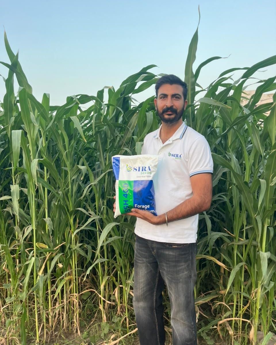 siraseedsforage 게시물 이미지: 🌱 ਲੱਖਾਂ ਡੇਅਰੀ ਕਿਸਾਨਾਂ ਦੀ ਪਹਿਲੀ ਪਸੰਦ – ਸੀਰਾ 400...