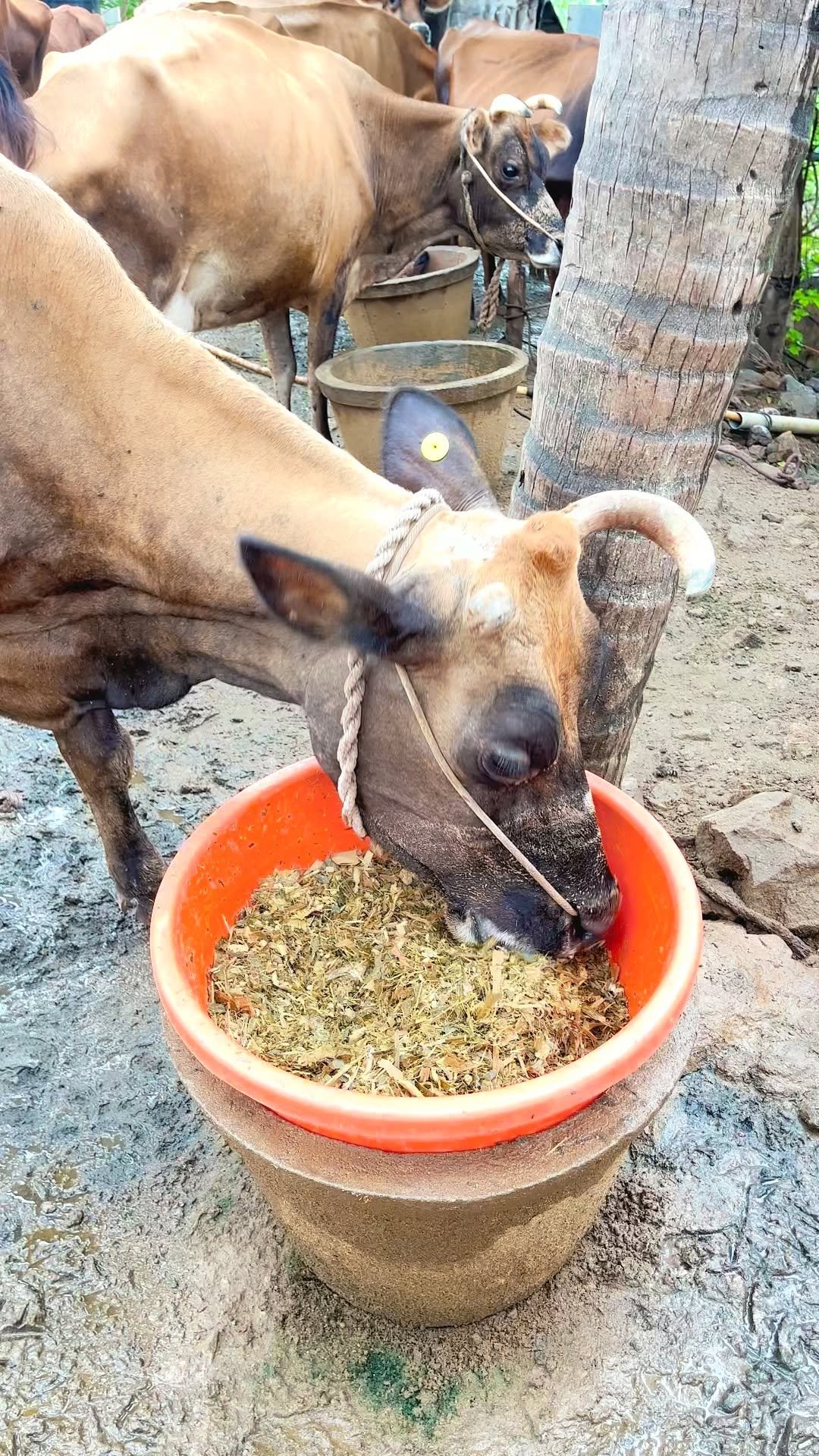 siraseedsforage 게시물 이미지: 