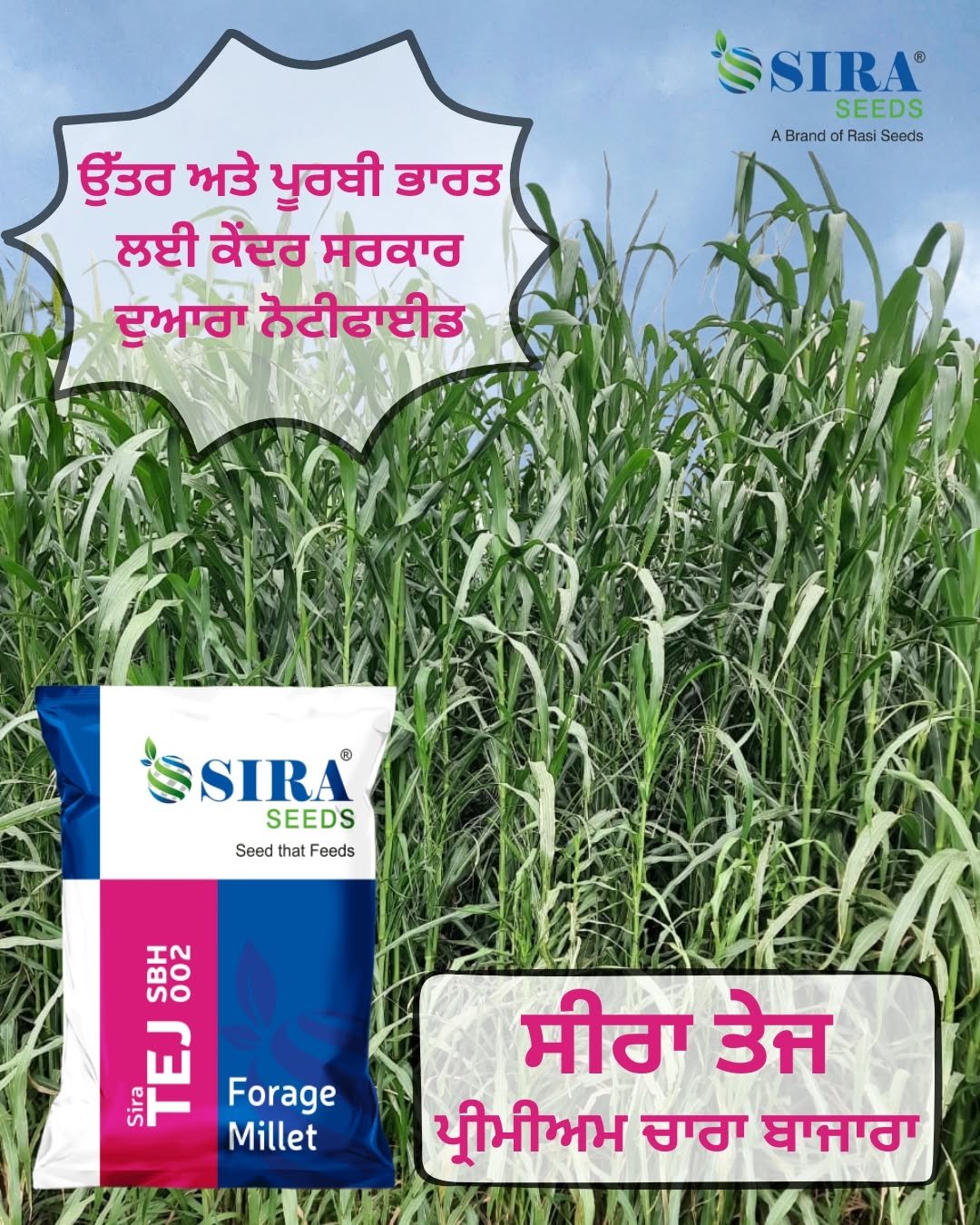 Photo by Sira Seeds on January 11, 2026. May be an image of sugarcane, plant and text that says 'SSIRA SEEDS ABrandofRasiSeeds A Brand ofRasi Seeds ਉੱਤਰ ਅਤੇ ਪੂਰਬੀ ਭਾਰਤ ਲਈ ਕੇਂਦਰ ਸਰਕਾਰ ਦੁਆਰਾ ਨੋਟੀਫਾਈਡ SIRA® SEEDS Seed that Feeds V 問 asrr TET Forage Millet ਸੀਰਾ ਤੇਜ ਪ੍ਰੀਮੀਅਮ ਚਾਰਾ ਬਾਜਾਰਾ'.