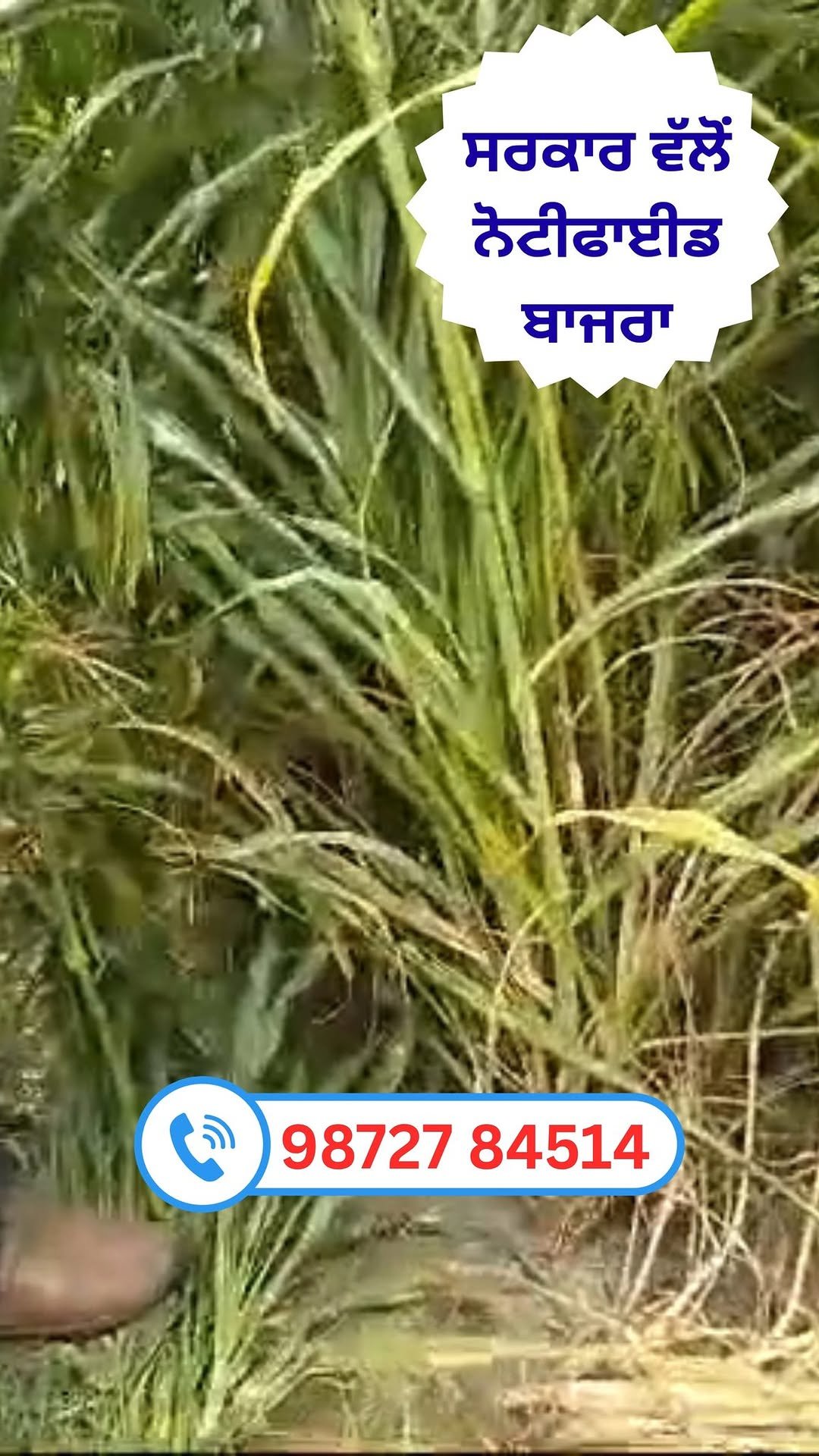 siraseedsforage 게시물 이미지: 🌱 ਸੀਰਾ ਤੇਜ – ਭਾਰਤ ਸਰਕਾਰ ਵੱਲੋਂ ਨੋਟੀਫਾਈਡ ਮਲਟੀ ਕਟ...