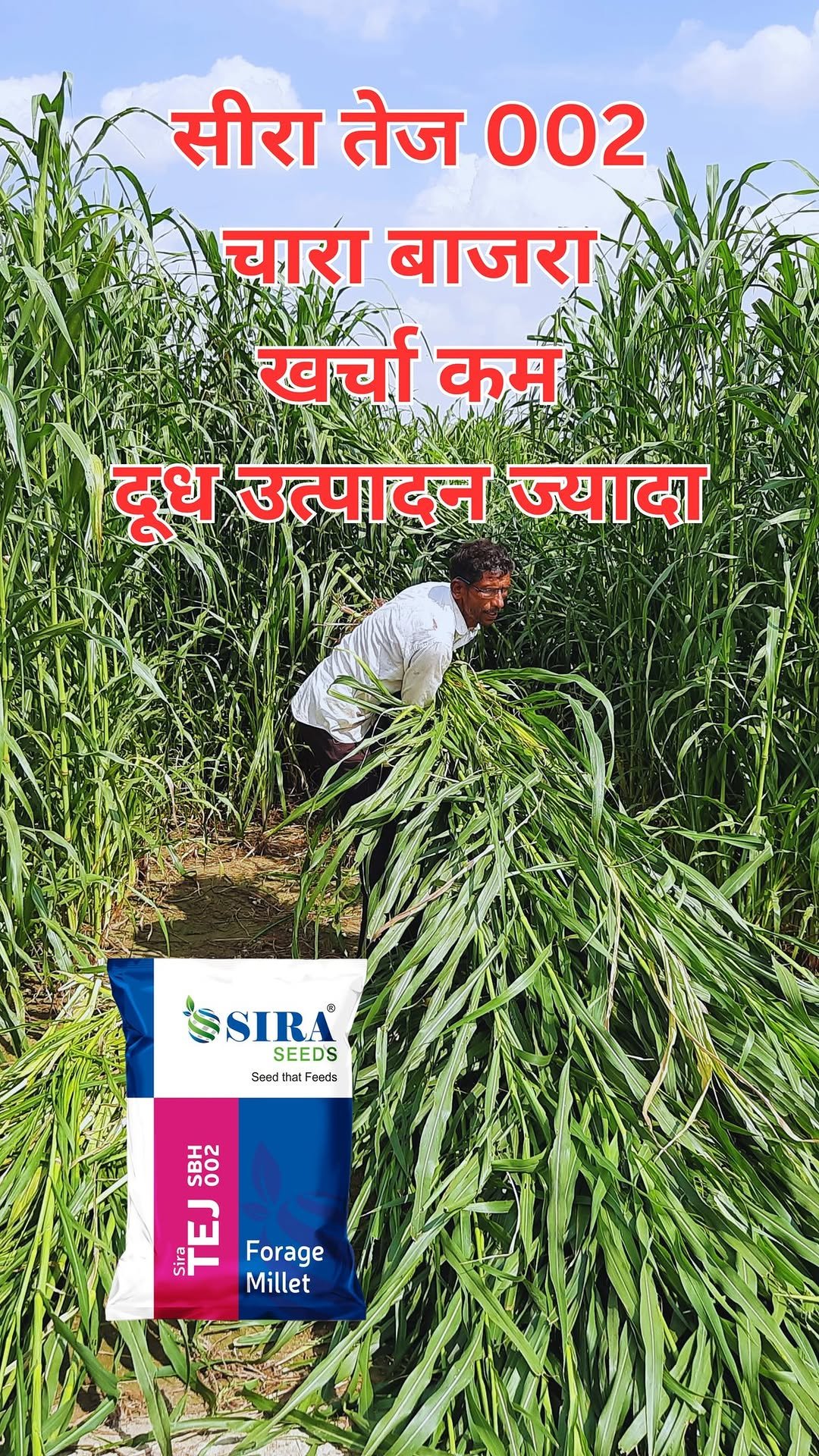 siraseedsforage 게시물 이미지: 🌾 सीरा तेज (SBH 002) – भारत सरकार द्वारा...
