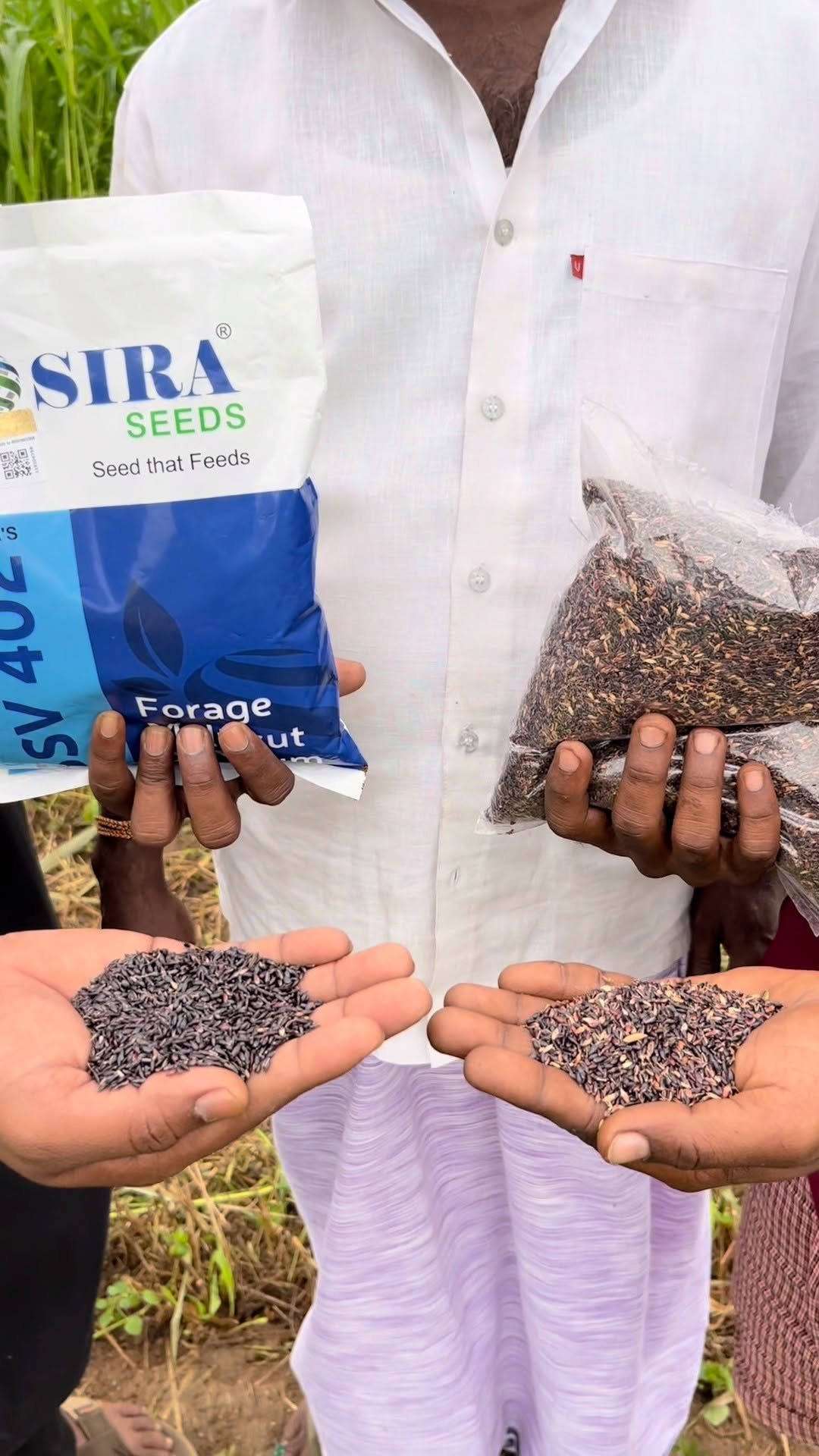 siraseedsforage 게시물 이미지: ఒకసారి విత్తనం వేయండి మరియు రెండేళ్లపాటు కోత...