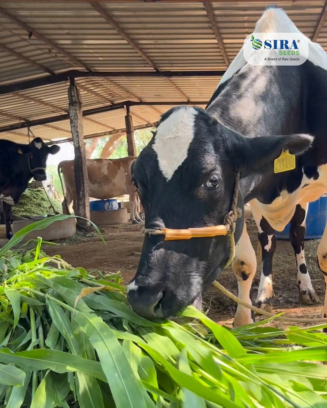 siraseedsforage 게시물 이미지: ఇది సిరా సీడ్స్ యెుక్క SSH 400." ఆరోగ్య కరమైన ...