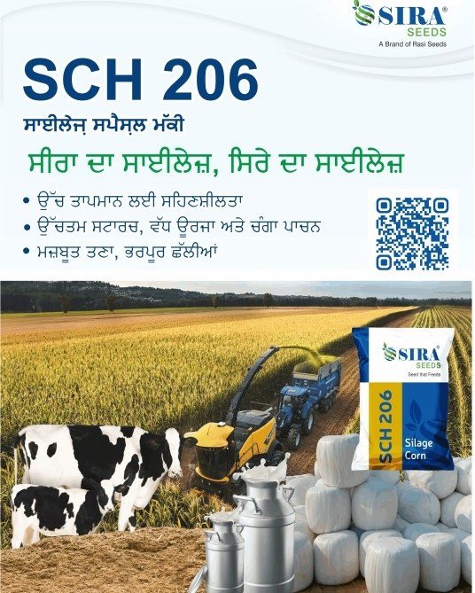 Photo by Sira Seeds on February 23, 2026. May be an image of text that says 'SSIRA SEEDS A Brand andRasi Rasi Seeds SCH 206 ਸਾਈਲੇਜ ਸਪੈਸਲ ਮੱਕੀ ਸੀਰਾ ਦਾ ਸਾਈਲੇਜ਼, ਸਿਰੇ ਦਾ ਸਾਈਲੇਜ਼ ਉੱਚ ਤਾਪਮਾਨ ਲਈ ਸਹਿਣਸ਼ੀਲਤਾ .ਉੱਚਤਮ ਸਟਾਰਚ, ਵੱਧ ਉਰਜਾ ਅਤੇ ਚੰਗਾ ਪਾਚਨ ਮਜ਼ਬੂਤ ਤਣਾ, ਭਰਪੂਰ ਛੱਲੀਆਂ ISIRA SEEDS SEEDS Seed BeestatFeeds 안기 ह Corn O Silage'.