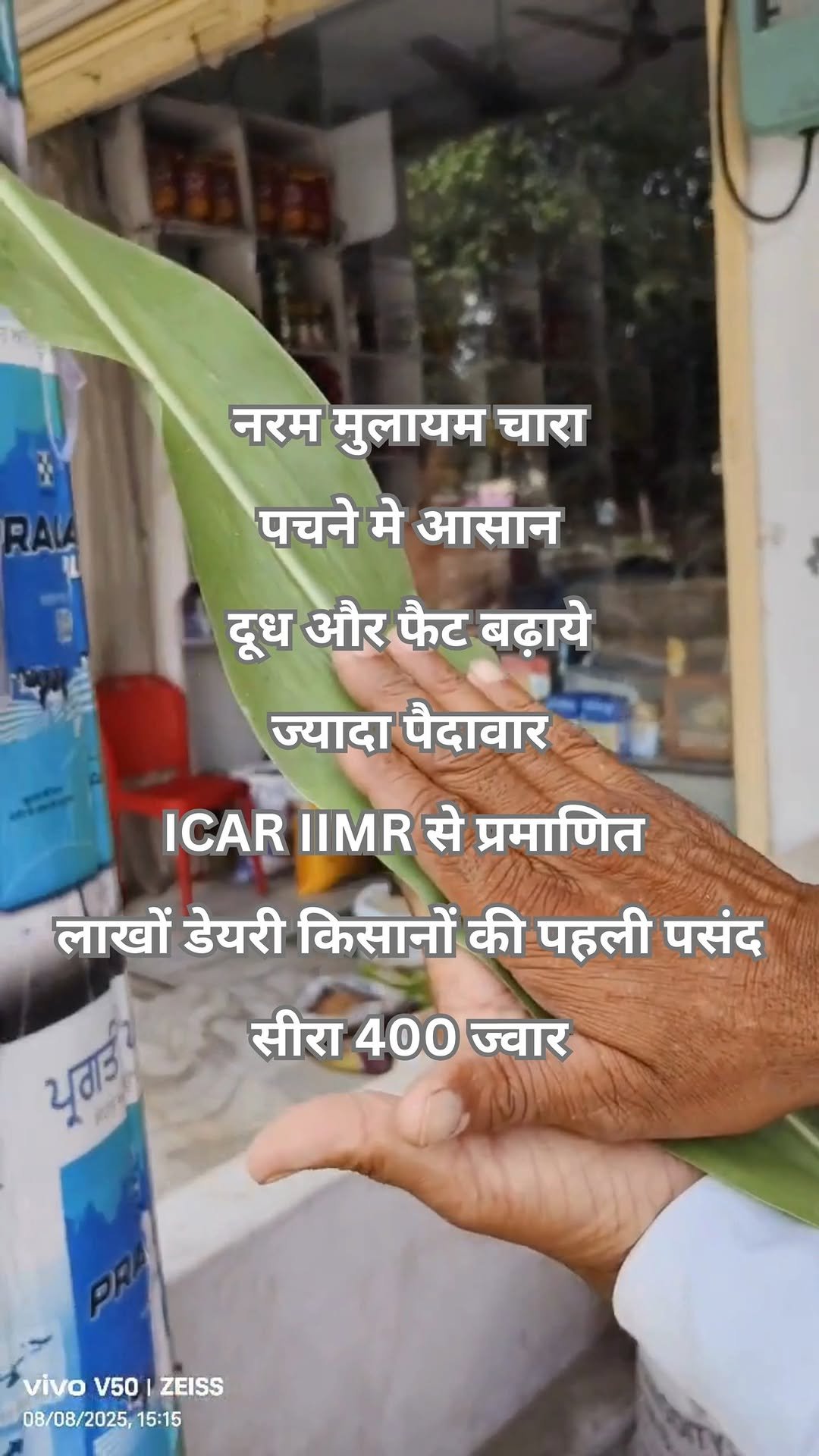siraseedsforage 게시물 이미지: सीरा 400 ज्वार है लाखों डेयरी किसानो की पहली...