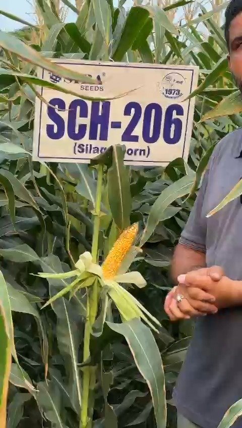 siraseedsforage 게시물 이미지: ਸੀਰਾ SCH 206 – ਸਾਇਲੇਜ ਦਾ ਸੁਪਰ ਸਟਾਰ! 🌽💪
ਘੱਟ...