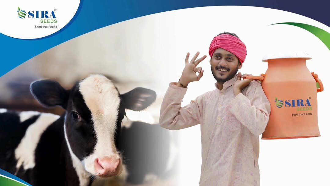 siraseedsforage 게시물 이미지: 🌾 सीरा तेज (SBH 002) – भारत सरकार द्वारा...