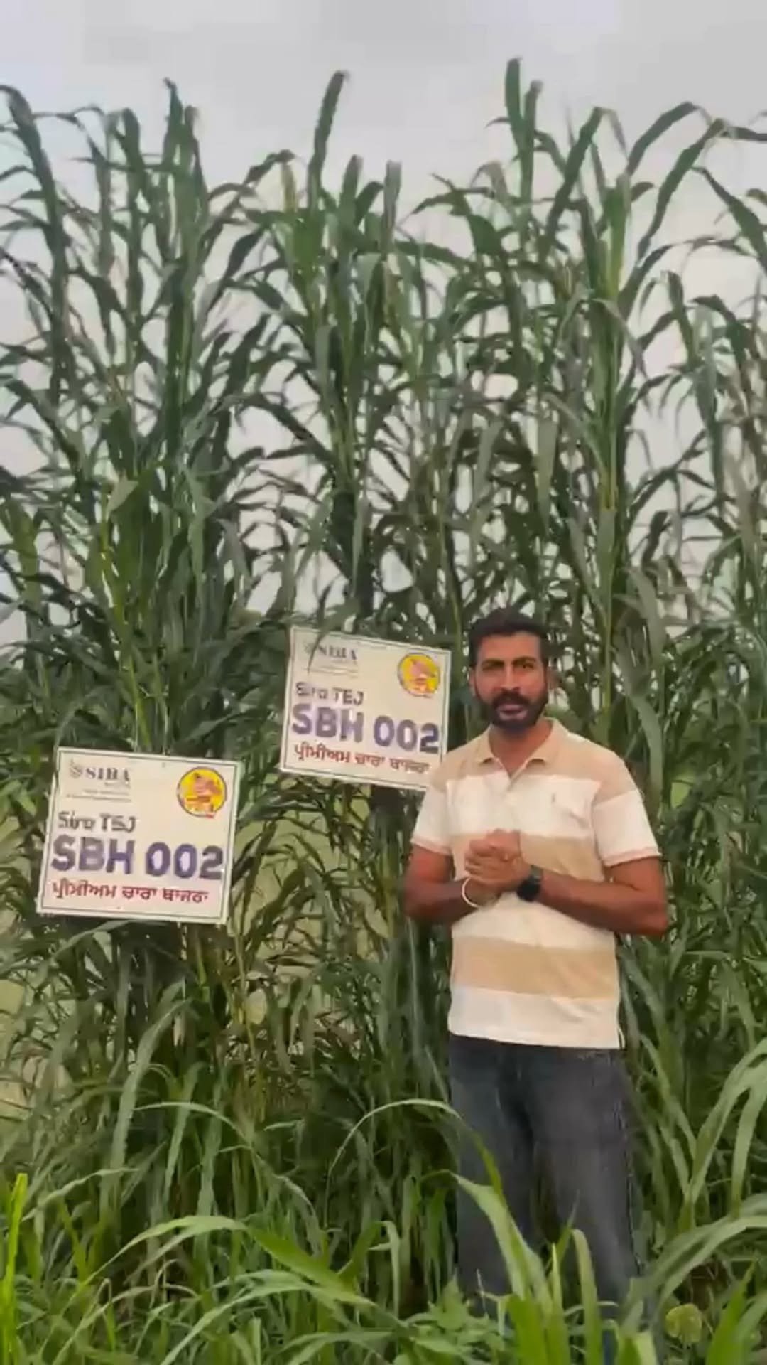 siraseedsforage 게시물 이미지: 🌱 ਸੀਰਾ ਤੇਜ – ਭਾਰਤ ਸਰਕਾਰ ਵੱਲੋਂ ਨੋਟੀਫਾਈਡ ਮਲਟੀ ਕਟ...