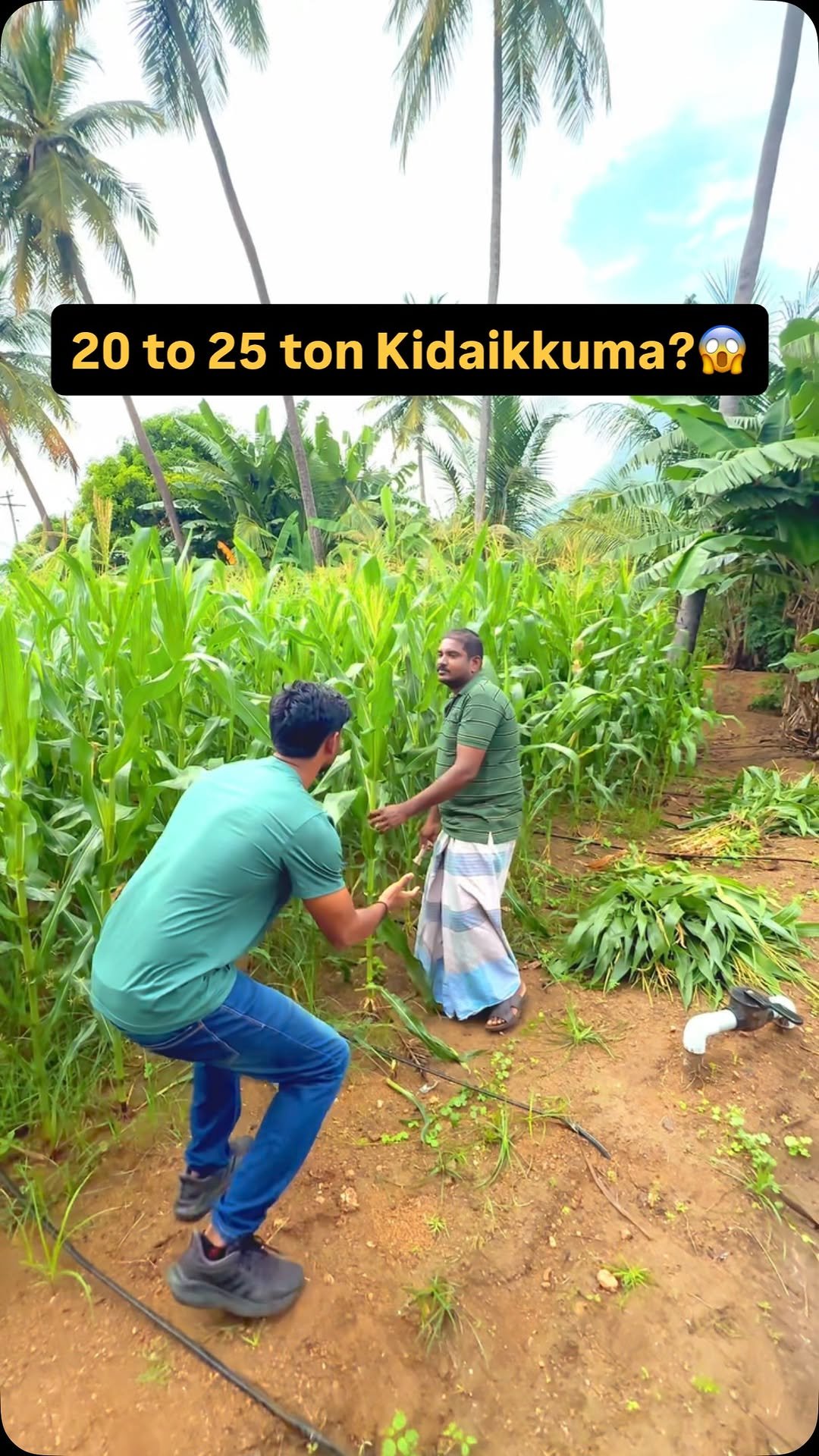 siraseedsforage 게시물 이미지: 🤯Indha makkasola🌽 payirita 20 to 25 ton...