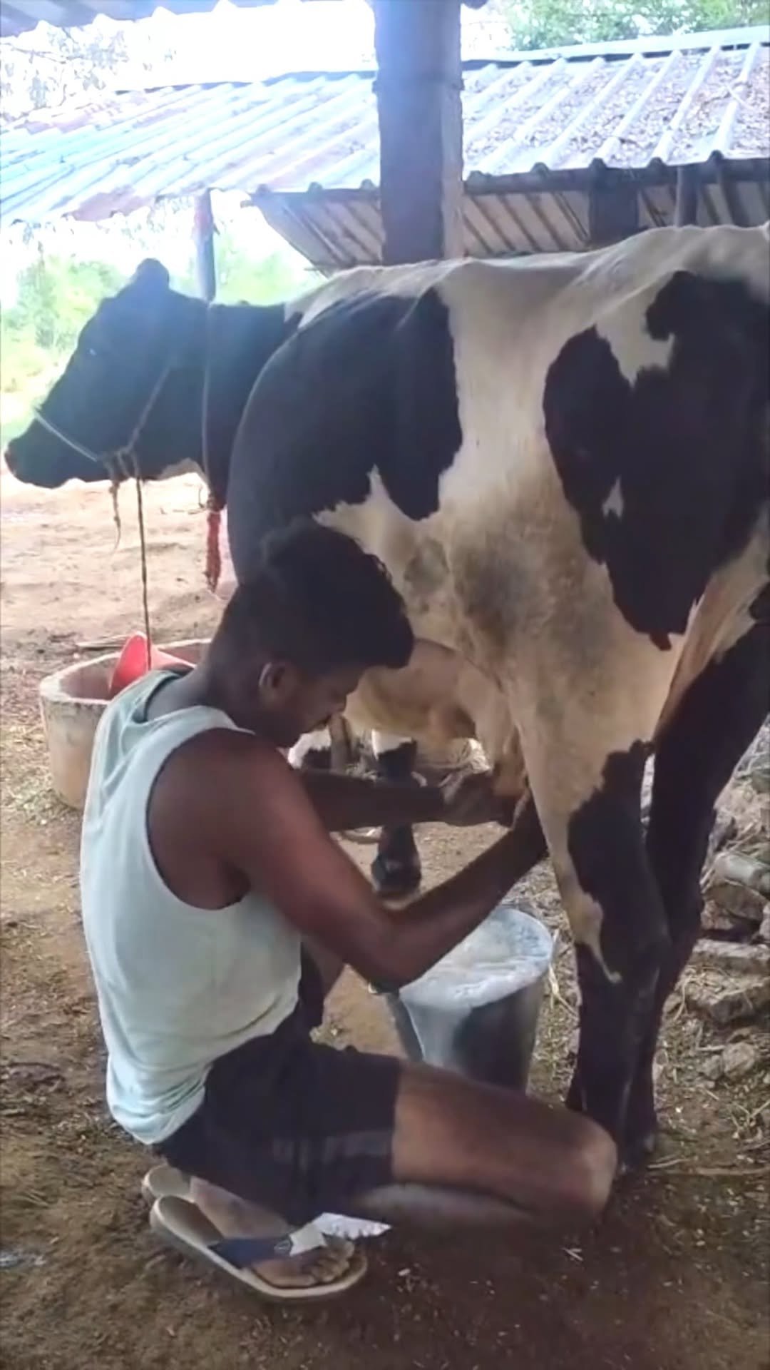 siraseedsforage 게시물 이미지: ఇది సిరా సీడ్స్ యెుక్క SSH 400." ఆరోగ్య కరమైన ...