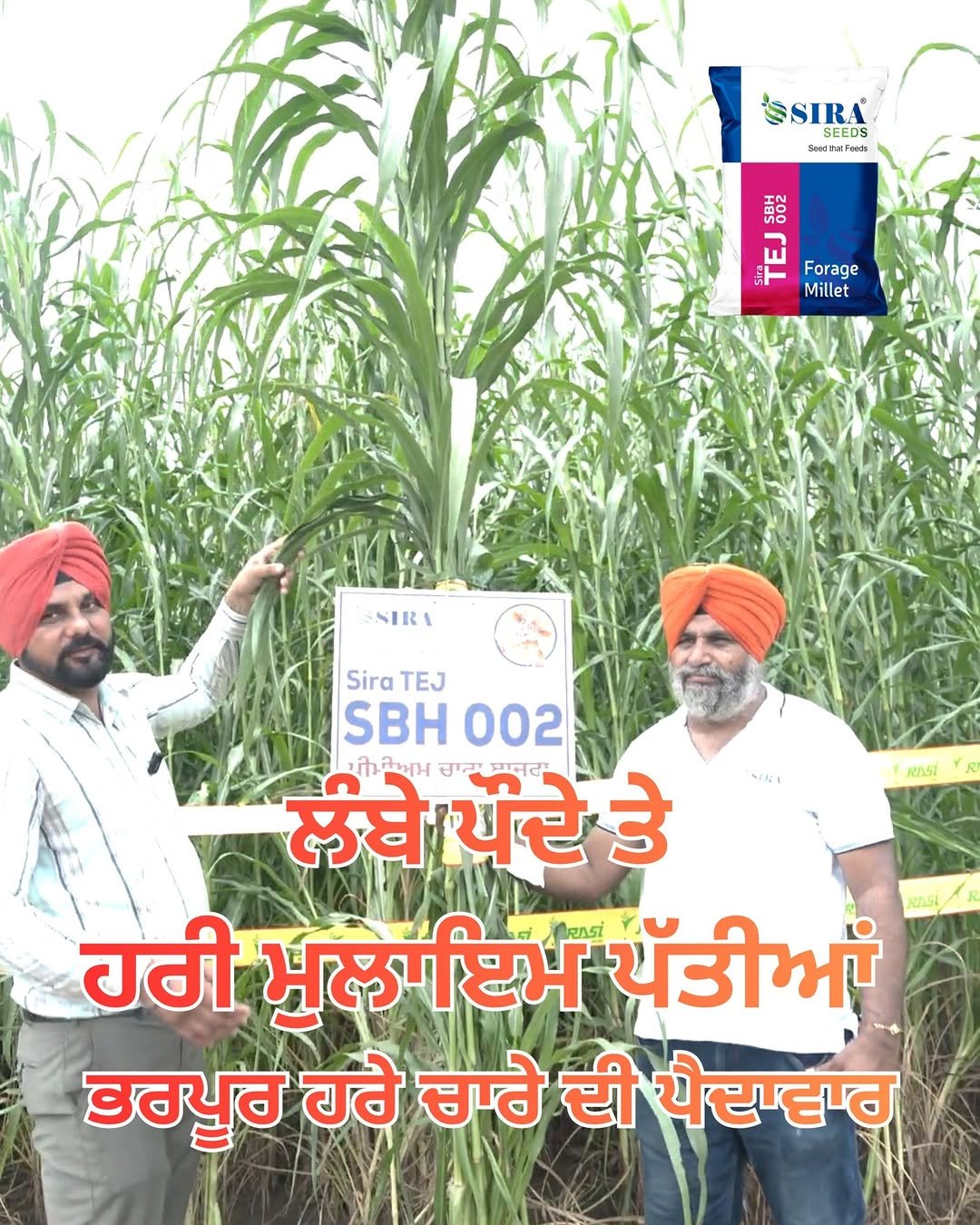 siraseedsforage 게시물 이미지: 🌱 ਸੀਰਾ ਤੇਜ – ਭਾਰਤ ਸਰਕਾਰ ਵੱਲੋਂ ਨੋਟੀਫਾਈਡ ਮਲਟੀ ਕਟ...