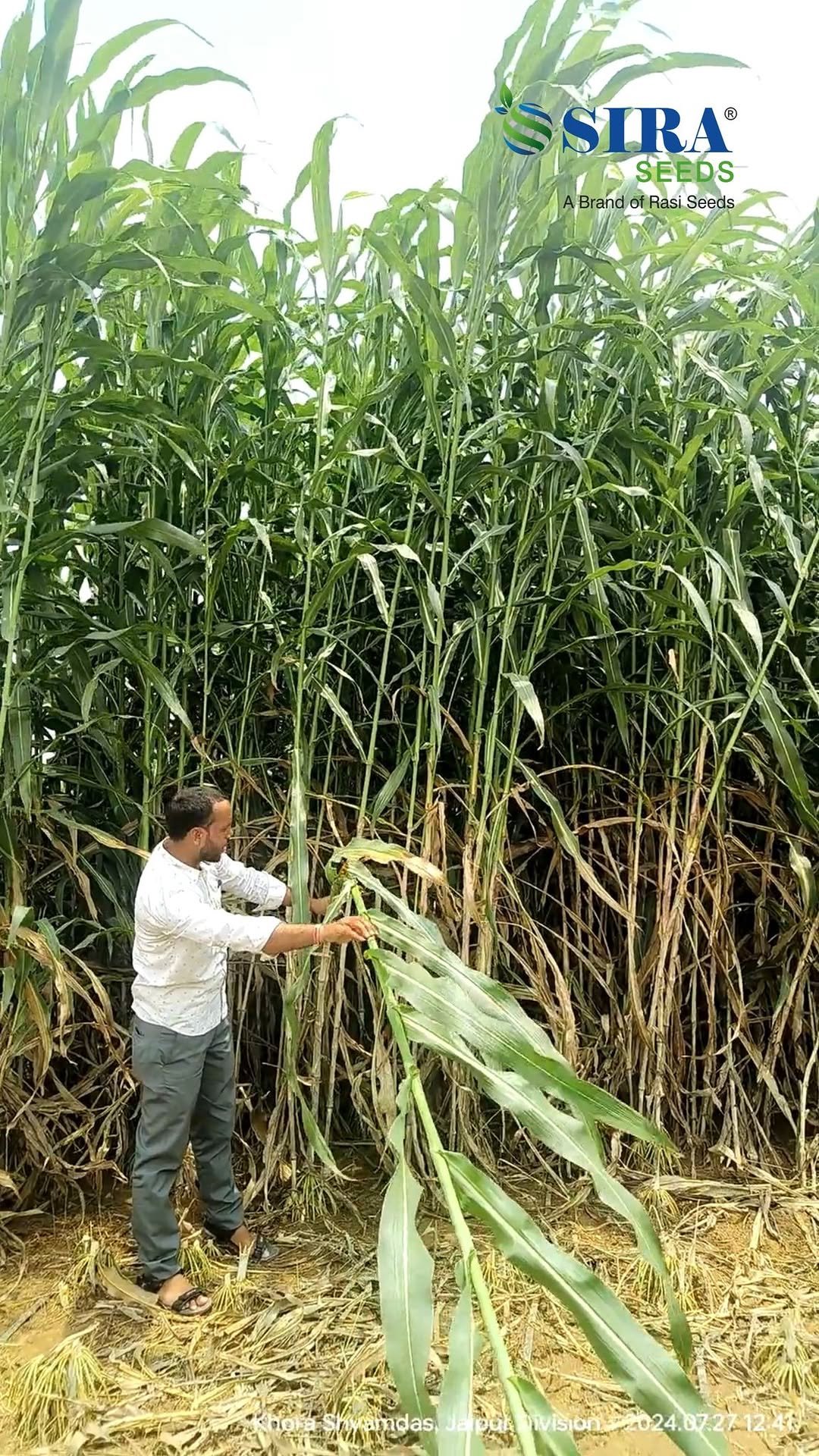 siraseedsforage 게시물 이미지: सीरा 403, ज्वार सबसे बेहतरीन 

#SiraSeeds...