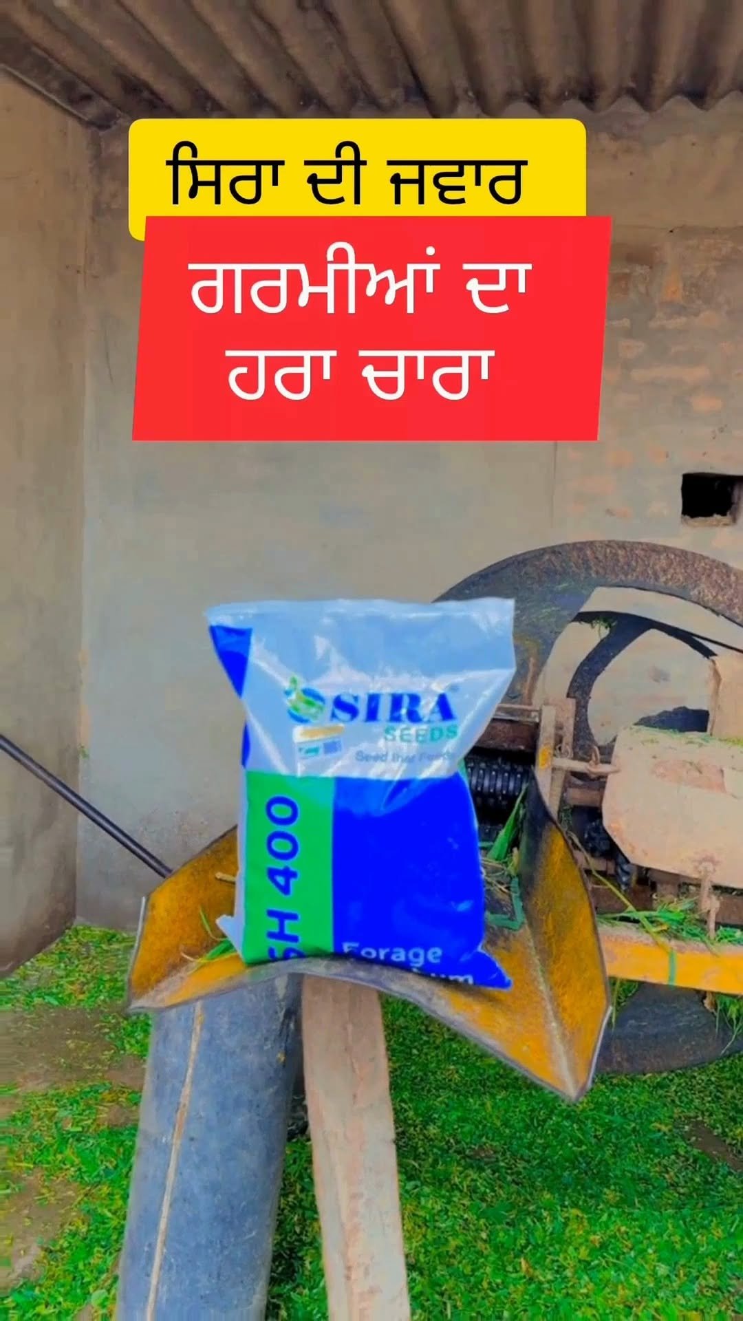 siraseedsforage 게시물 이미지: ਲੱਖਾਂ ਡੇਅਰੀ ਕਿਸਾਨਾਂ ਦੀ ਪਹਿਲੀ ਪਸੰਦ — ਸੀਰਾ 400...