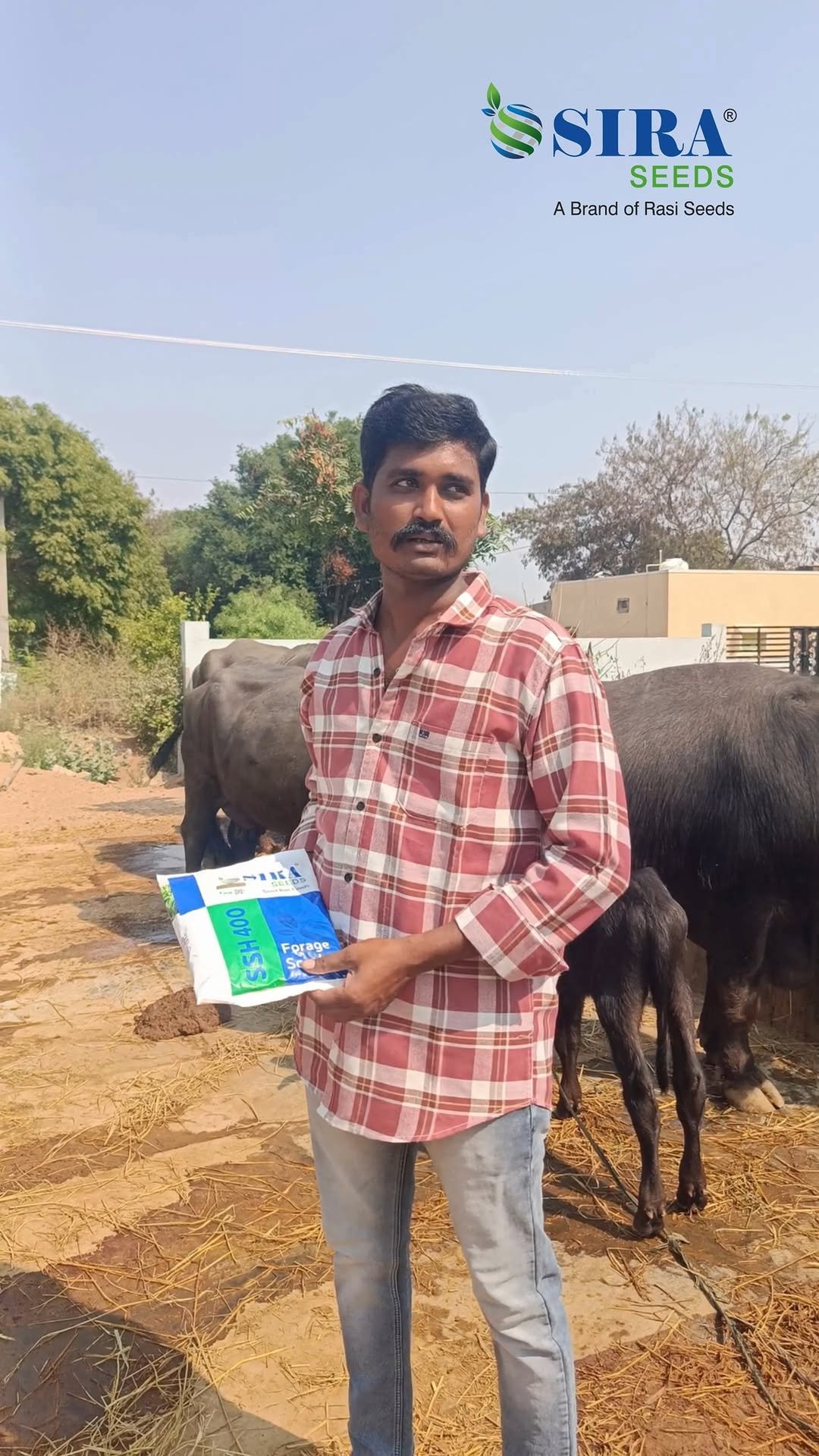 siraseedsforage 게시물 이미지: ఇది సిరా సీడ్స్ యెుక్క SSH 400." ఆరోగ్య కరమైన ...