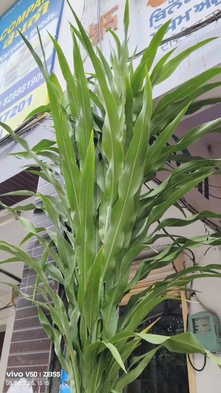 siraseedsforage 게시물 이미지: 