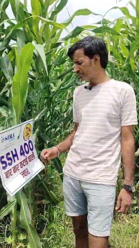 siraseedsforage 게시물 이미지: लाखों डेयरी किसानों की पहली पसंद - सीरा 400...