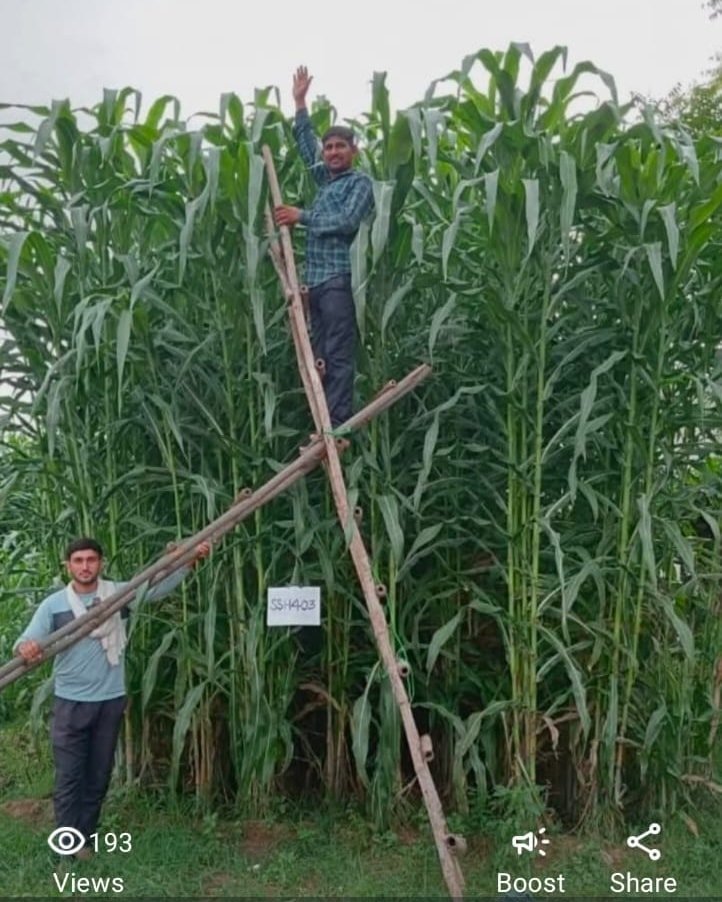 Photo by Sira Seeds on November 17, 2025. May be an image of ‎sugarcane, plant and ‎text that says '‎1403 193 Views =ا Boost Share‎'‎‎.