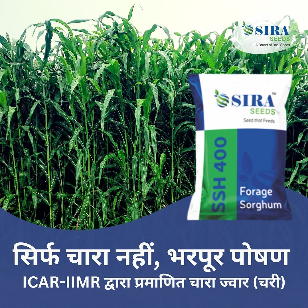 Photo by Sira Seeds on April 26, 2026. May be an image of text that says 'SSIRA® SEEDS ABrandctRaslsacds SEEDS ABrandc Rasi Socds SIRA SEEDS SeedthatFeeds Seed that eeds 400 HAF S Forage Sorghum सिर्फ चारा नहीं, भरपूर पोषण ICAR-IIMR द्वारा प्रमाणित चारा ज्वार (चरी)'.