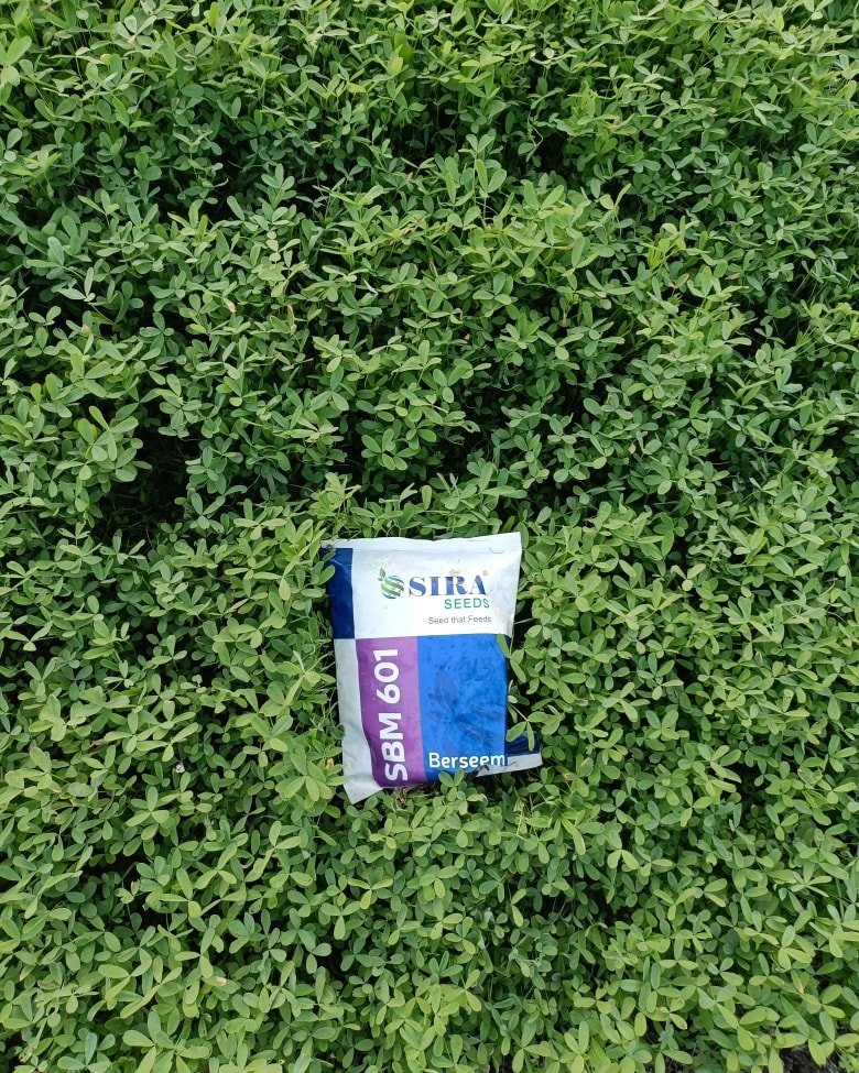 Photo by Sira Seeds on November 17, 2025. May be an image of tea, plastic bag, garbage, herb and text that says 'SSIRA SEEDS Saed Seedtha1Feets eets 601 SBM Berseem'.