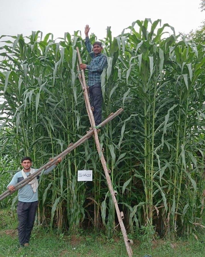 Photo by Sira Seeds on April 26, 2026. May be an image of sugarcane, scarecrow, plant and text.