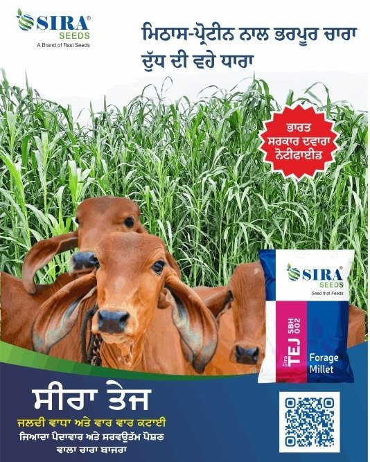 Photo by Sira Seeds on February 23, 2026. May be an image of calf, poster, plant, grass and text that says 'SIRA SIRA® SEEDS Brand R Rasi Seeds ਮਿਠਾਸ-ਪ੍ਰੋਟੀਨ ਮਿਠਾਸ- ਪ੍ਰੋਟੀਨ ਨਾਲ ਭਰਪੂਰ ਚਾਰਾ ਦੁੱਧ ਦੀ ਵਹੇ ਧਾਰਾ ਭਾਰਤ ਸਰਕਾਰ ਦਵਾਰਾ ਨੌਟੀਫਾਈਡ SIRA® SEEDS See य hat Feeds 5BI2 38 E Forage Millet ਸੀਰਾ ਤੇਜ ਜਲਦੀ ਵਾਧਾ ਅਤੇ ਵਾਰ ਵਾਰ ਕਟਾਈ ਜਿਆਦਾ ਪੈਦਾਵਾਰ ਅਤੇ ਸਰਵਉਭੱਮ ਪੋਸ਼ਣ ਵਾਲਾ ਚਾਰਾ ਬਾਜਰਾ'.