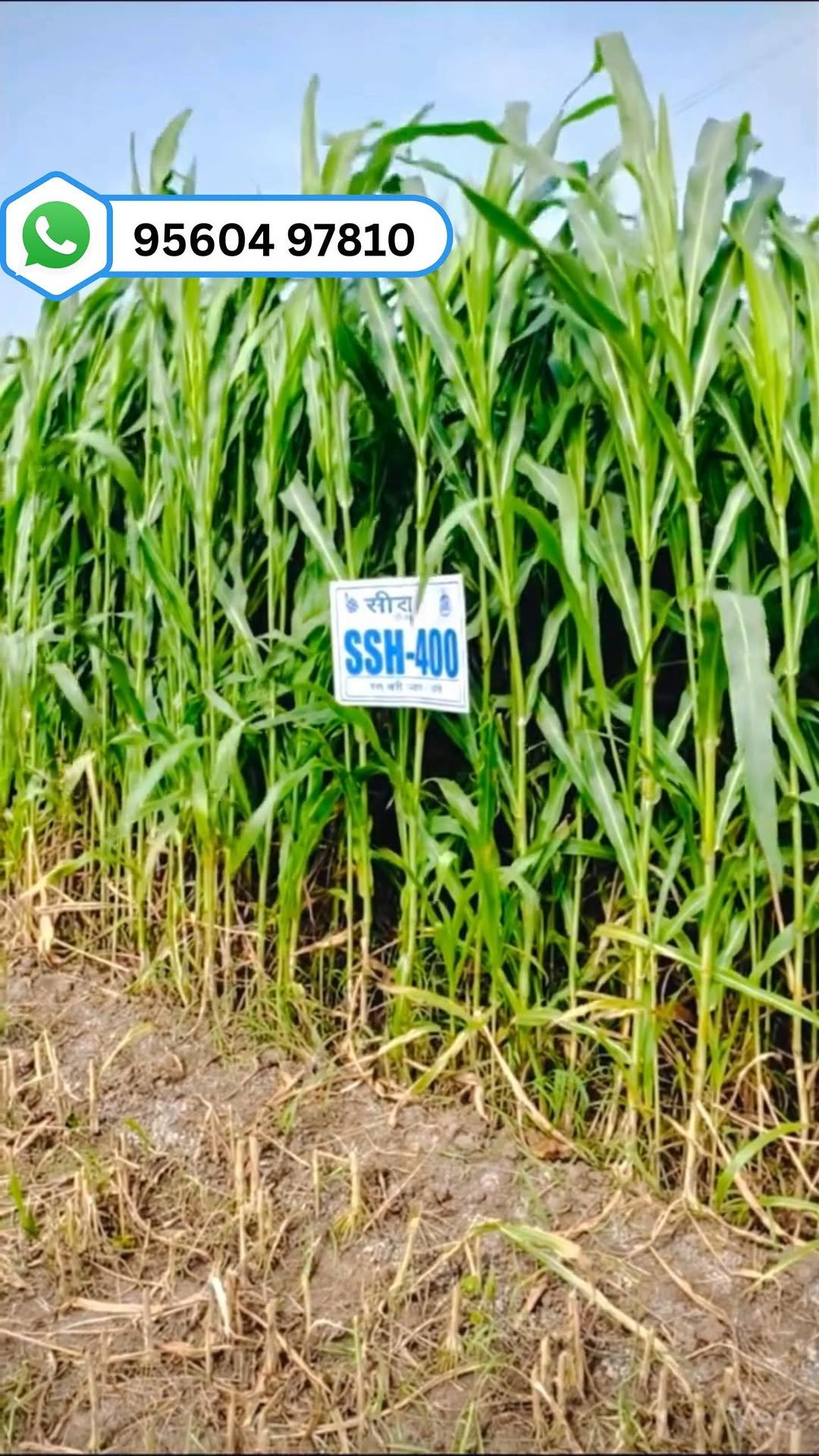 siraseedsforage 게시물 이미지: लाखों डेयरी किसानों की पहली पसंद - सीरा 400...